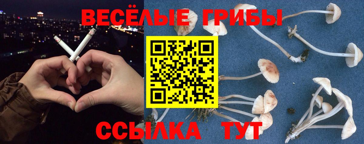 Галлюциногенные грибы Psilocybine cubensis Тулун